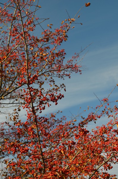 20131110-berries