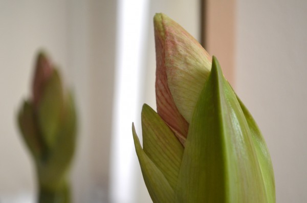 20140124_amaryllis_01